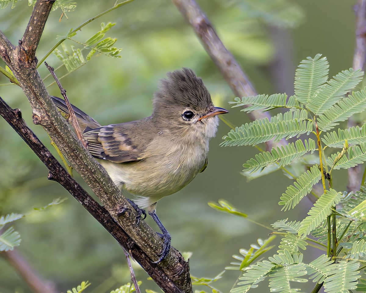 Northern Beardless-Tyrannulet - ML625515165