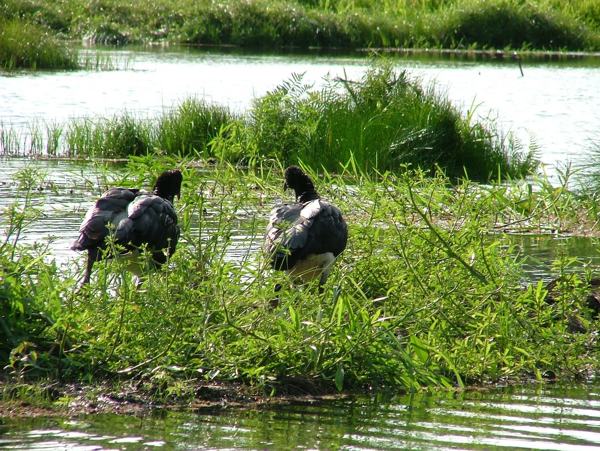 Horned Screamer - David  Mules