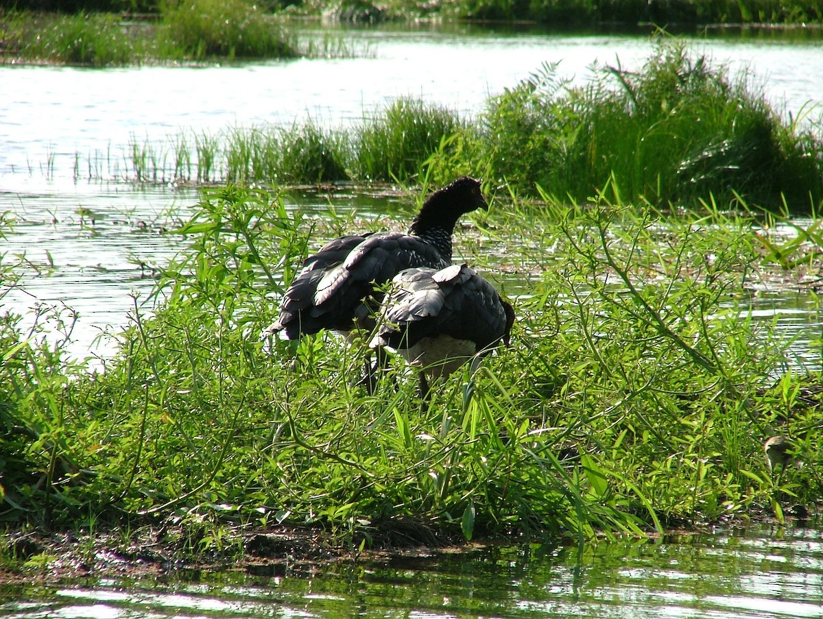 Horned Screamer - ML625515284