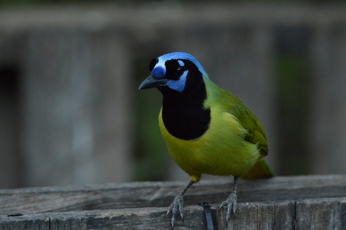 Green Jay - James Logan