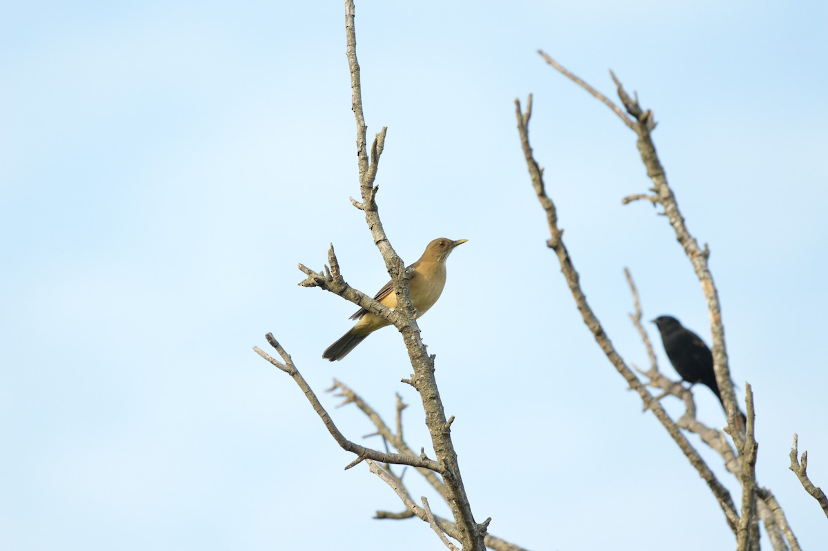 Clay-colored Thrush - James Logan