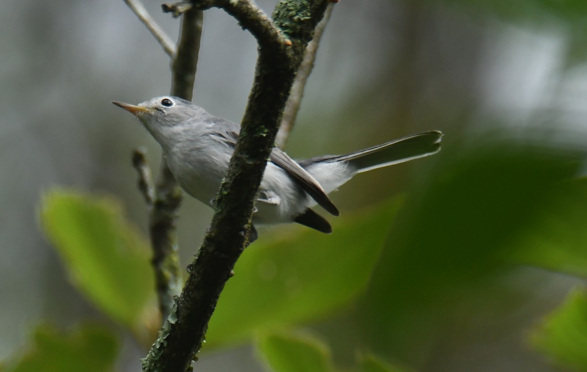 Blue-gray Gnatcatcher - ML625515506