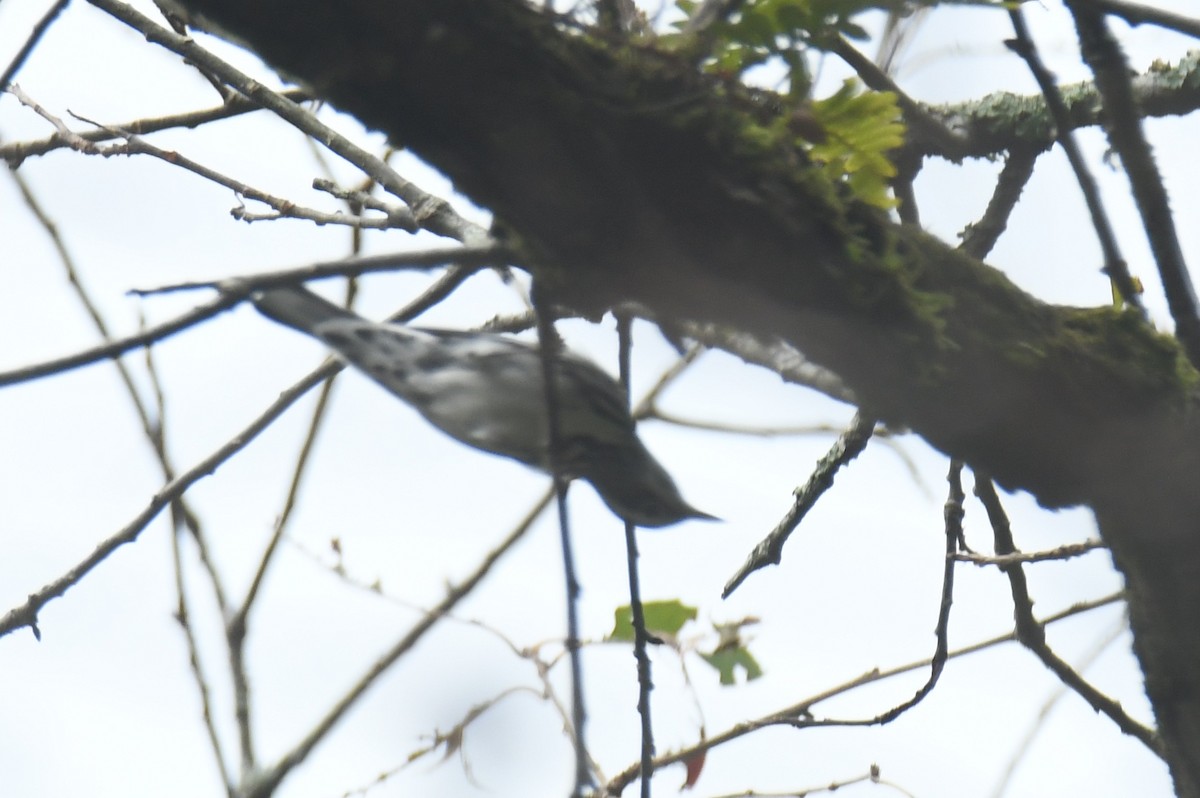 Black-and-white Warbler - ML625515508