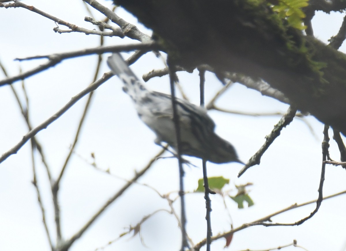 Black-and-white Warbler - ML625515509