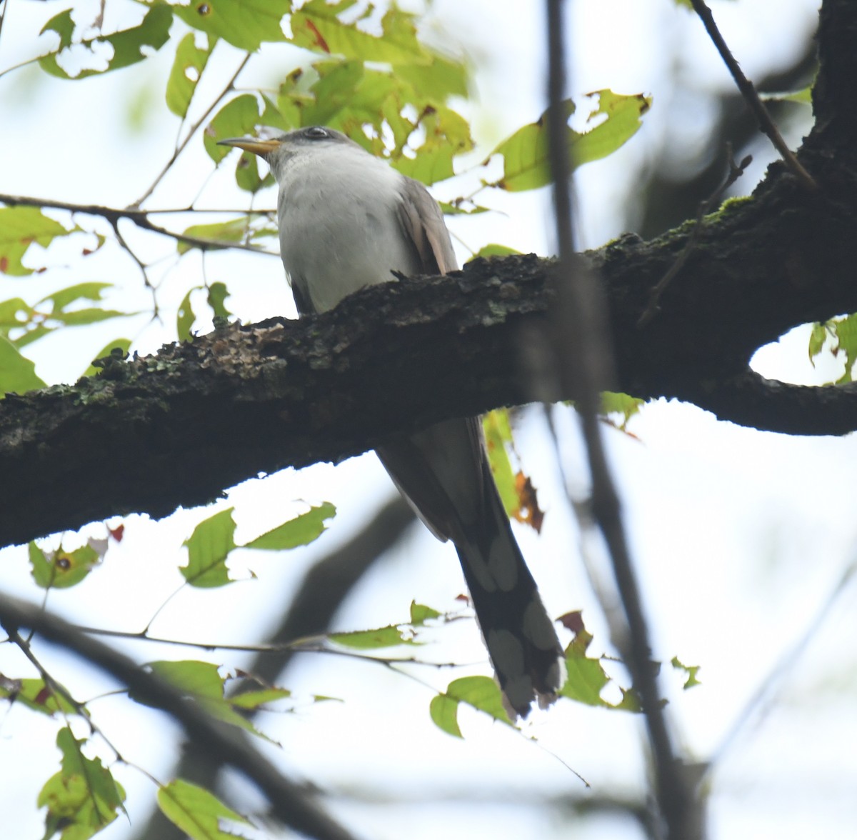 Yellow-billed Cuckoo - ML625515513