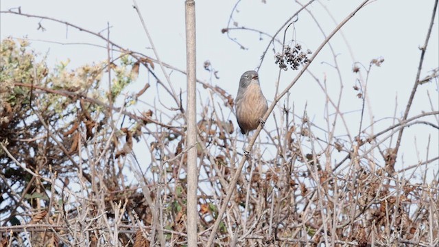 Wrentit - ML625515554