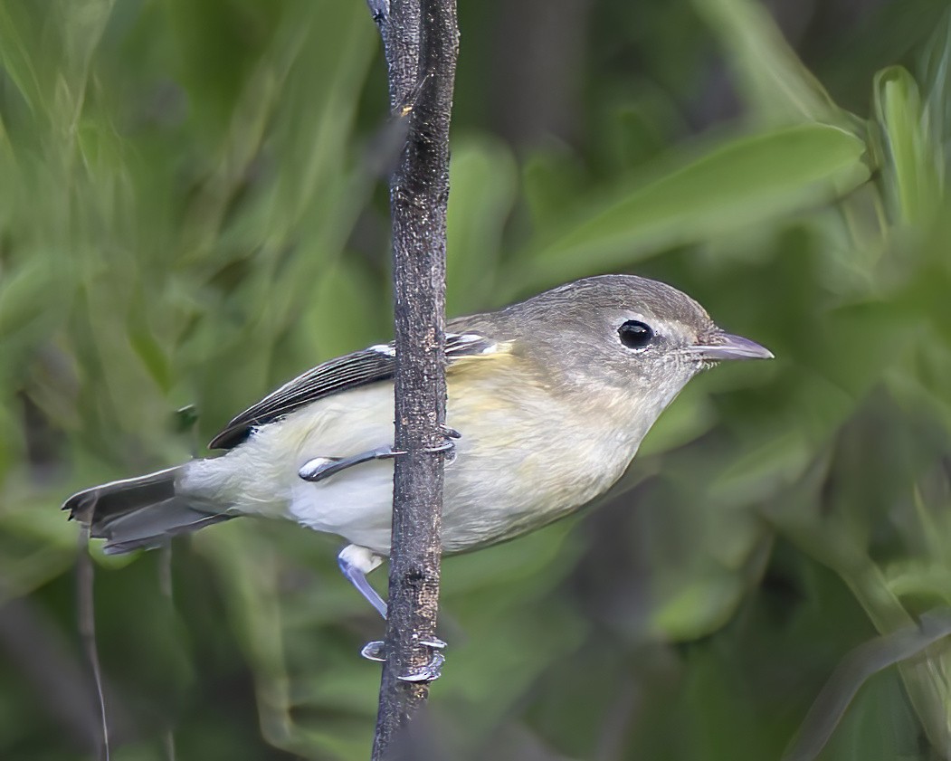 Bell's Vireo - ML625515616