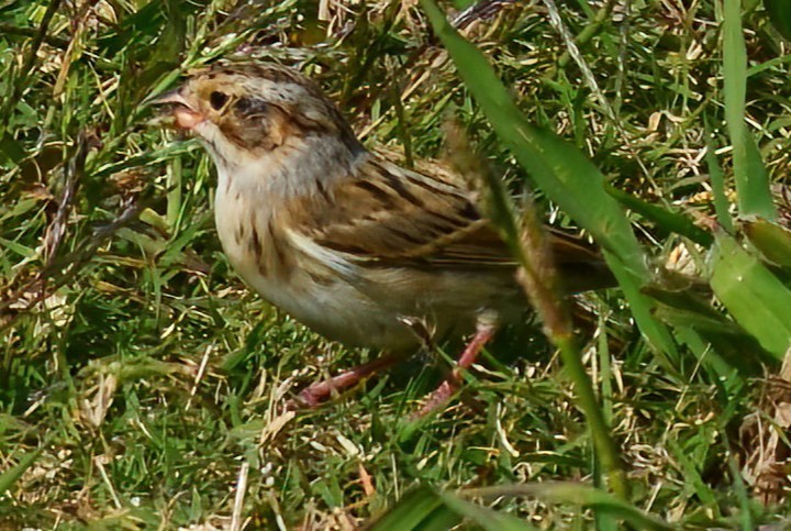 Clay-colored Sparrow - ML625515633