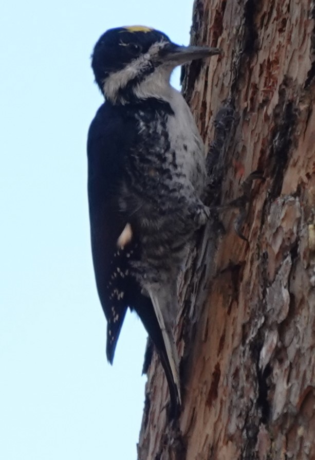 Black-backed Woodpecker - ML625515657