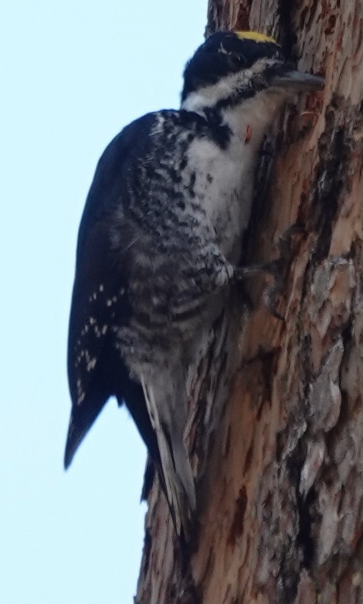 Black-backed Woodpecker - ML625515658