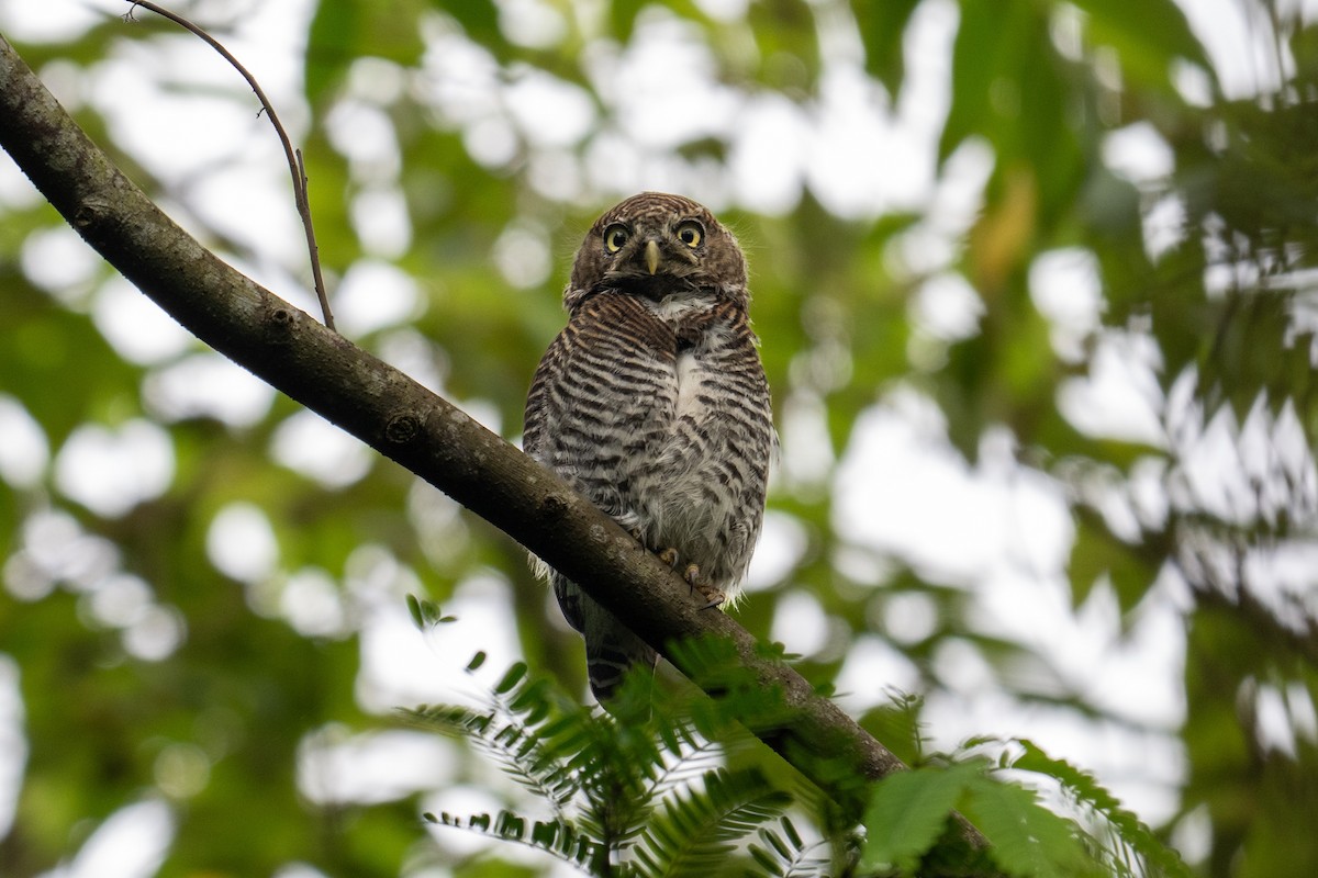 Jungle Owlet - ML625515698