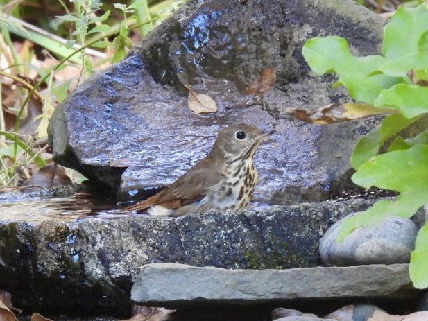 Hermit Thrush - Cynthia Bloomquist