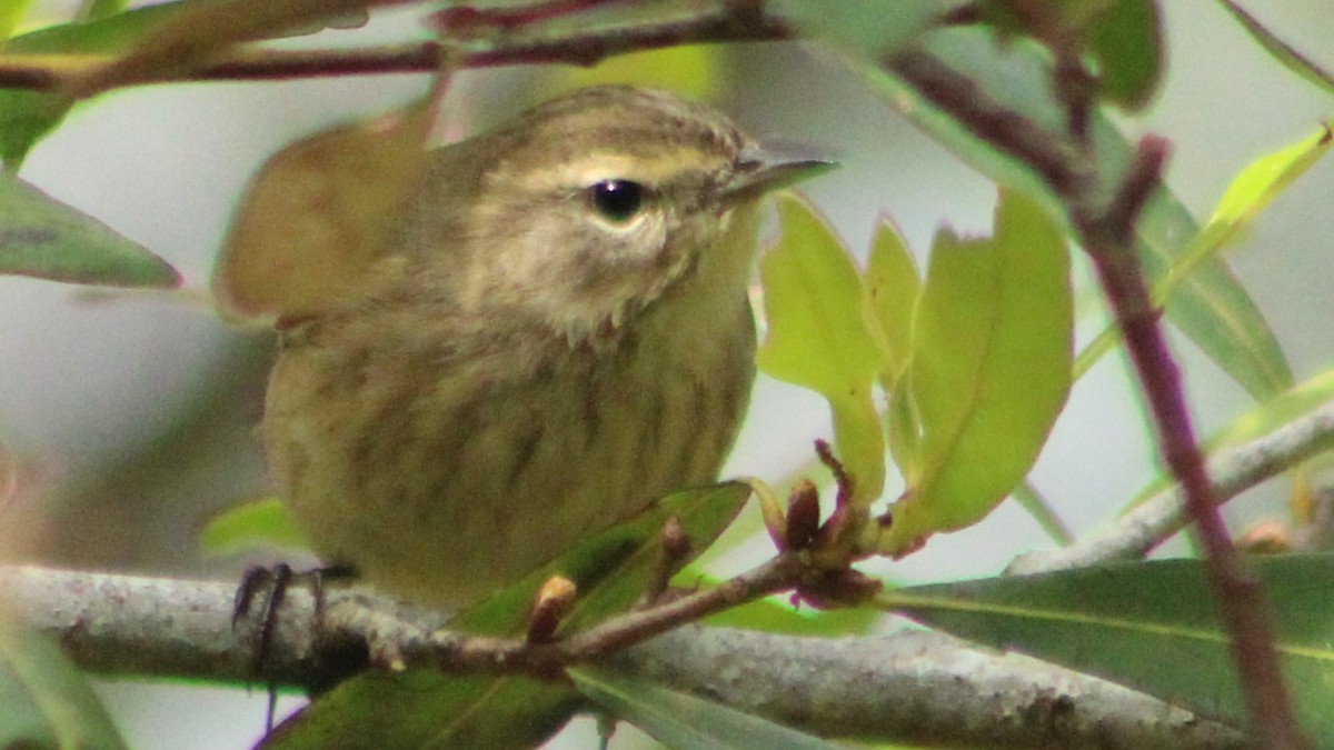 Cape May Warbler - ML625515797