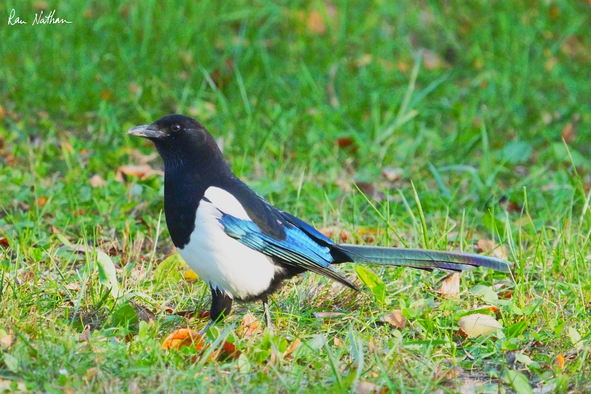 Oriental Magpie - Ran Nathan