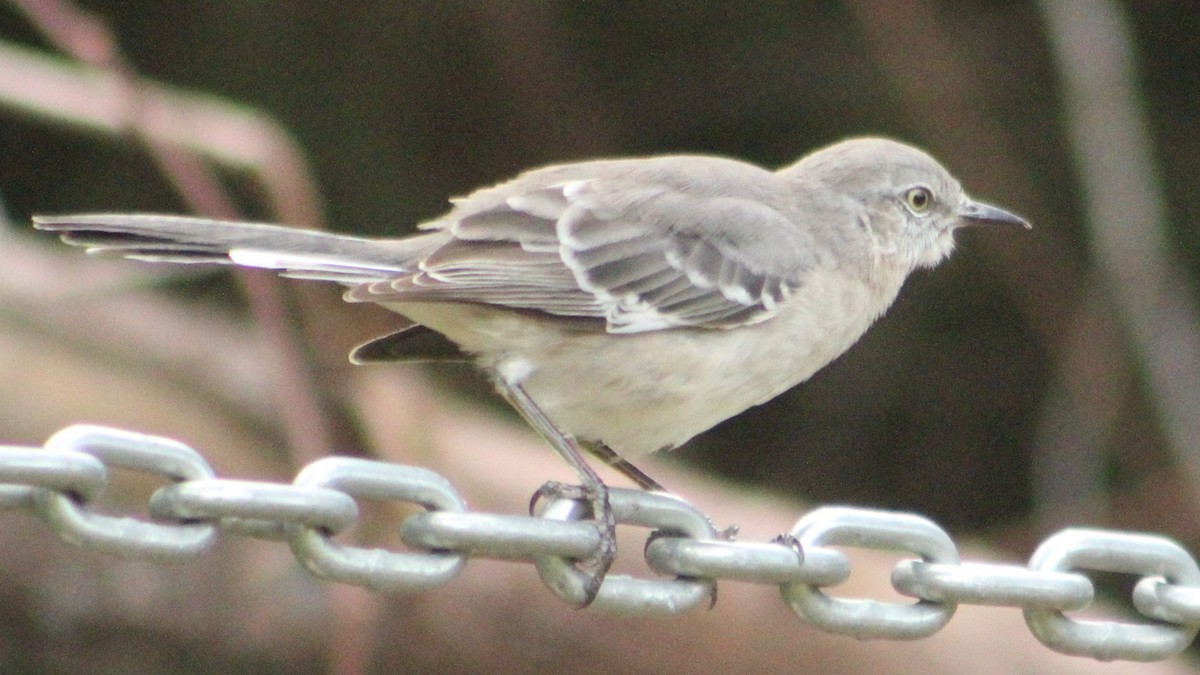 Northern Mockingbird - ML625515893