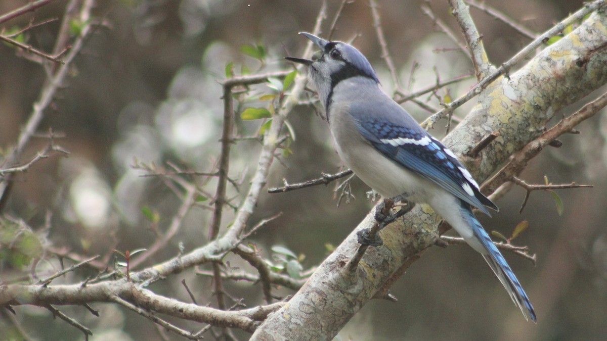 Blue Jay - ML625515948