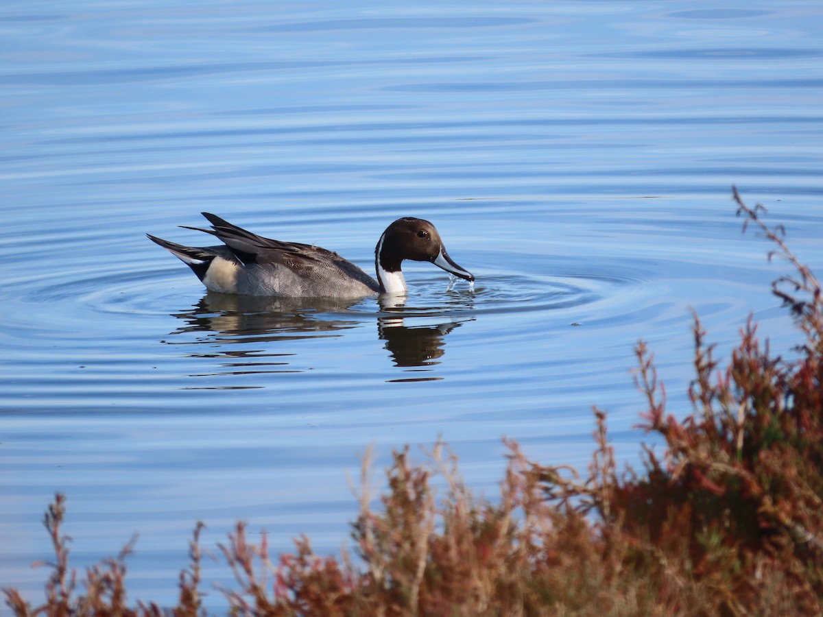 Northern Pintail - ML625516022