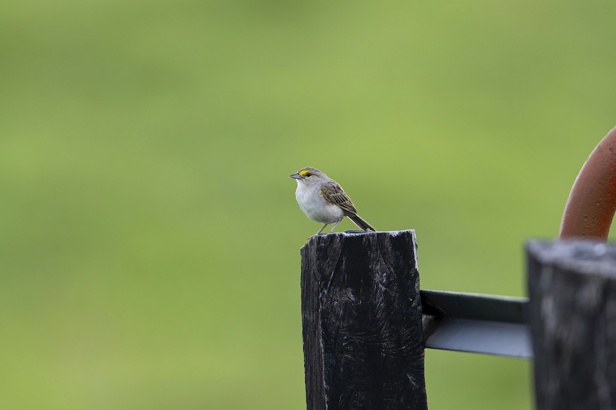 Yellow-browed Sparrow - ML625516045