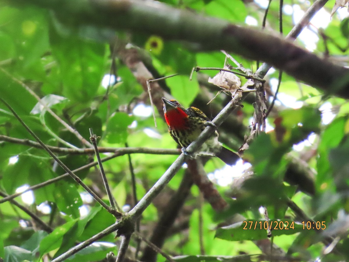 Gilded Barbet - ML625516113