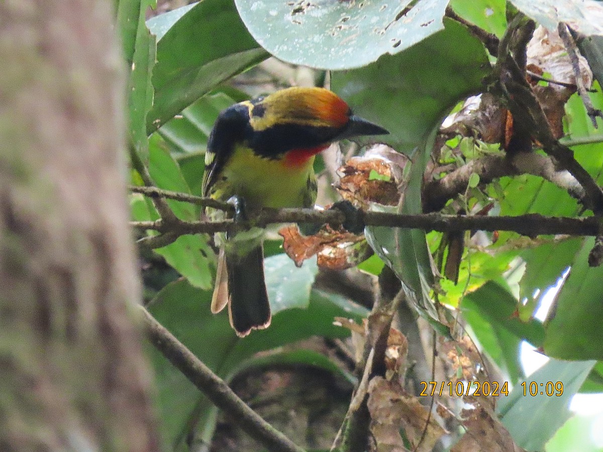 Gilded Barbet - ML625516114