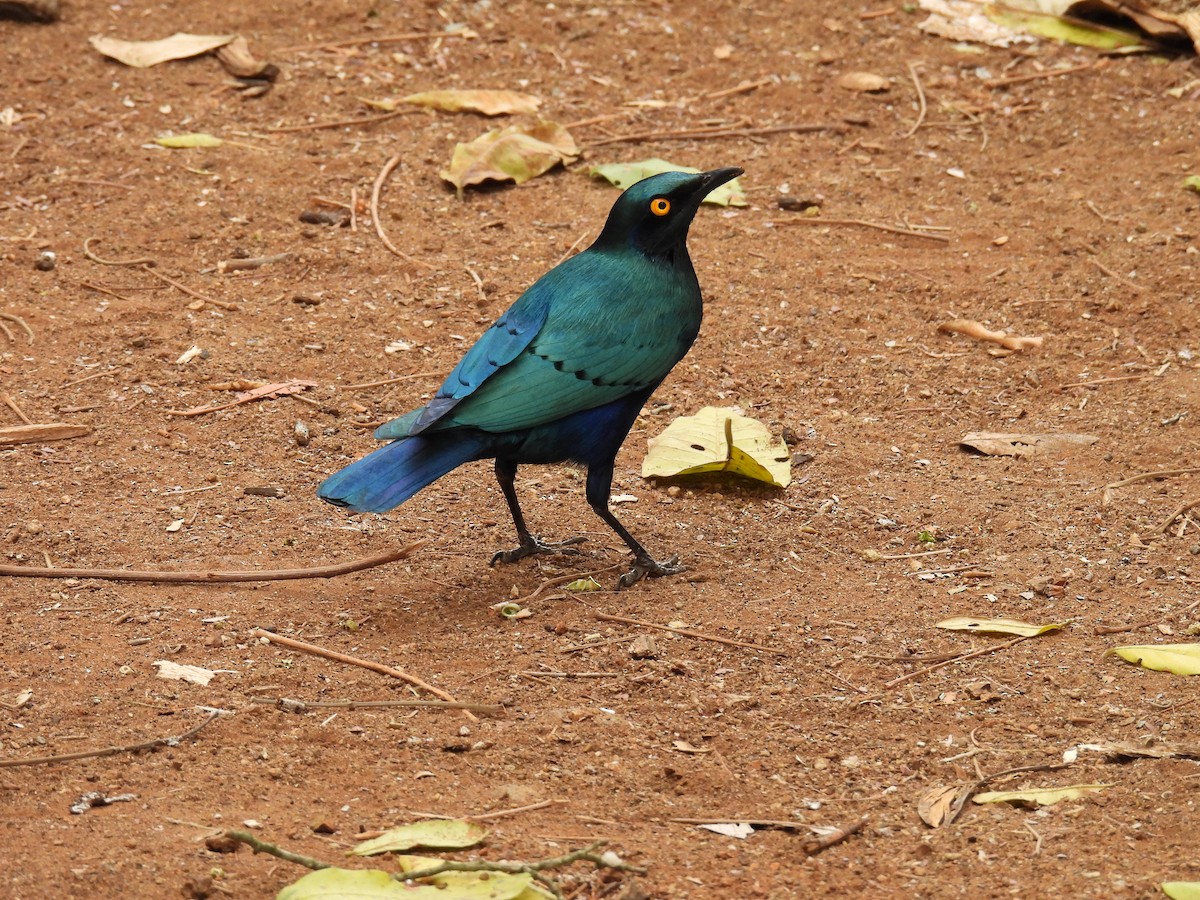 Greater Blue-eared Starling - ML625516190