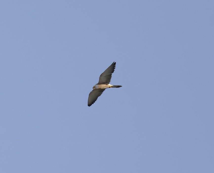 Зээрд шонхор - ML625516368