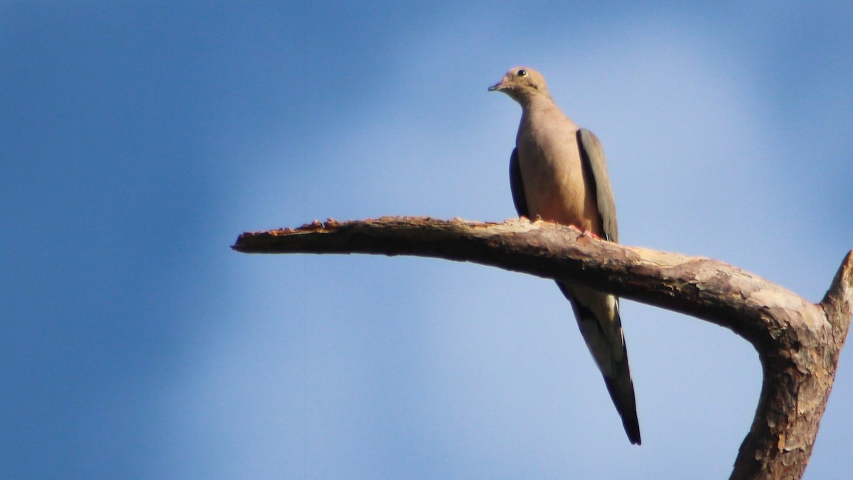 Mourning Dove - ML625516409