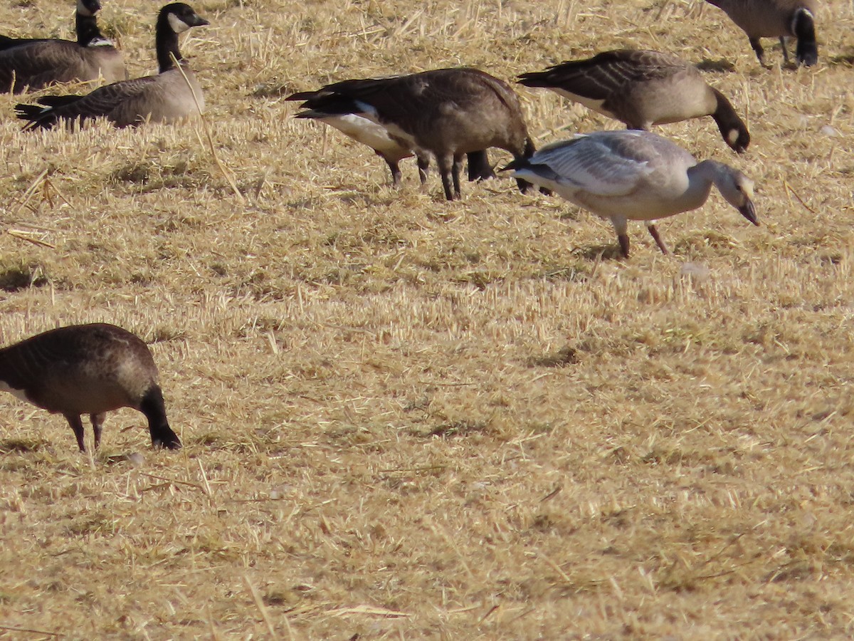 Snow Goose - Kaiting H