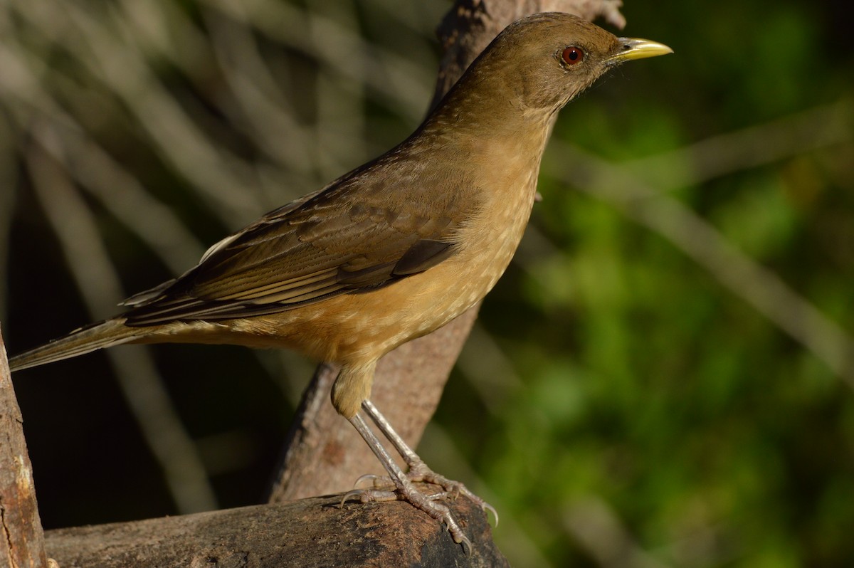 Clay-colored Thrush - ML625516668