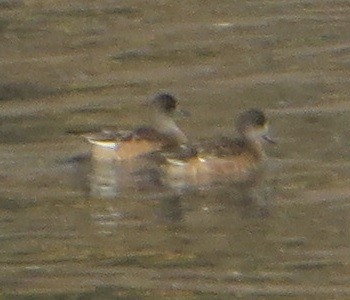 American Wigeon - ML625516700