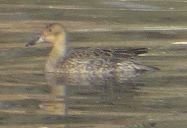 Canvasback - ML625516703