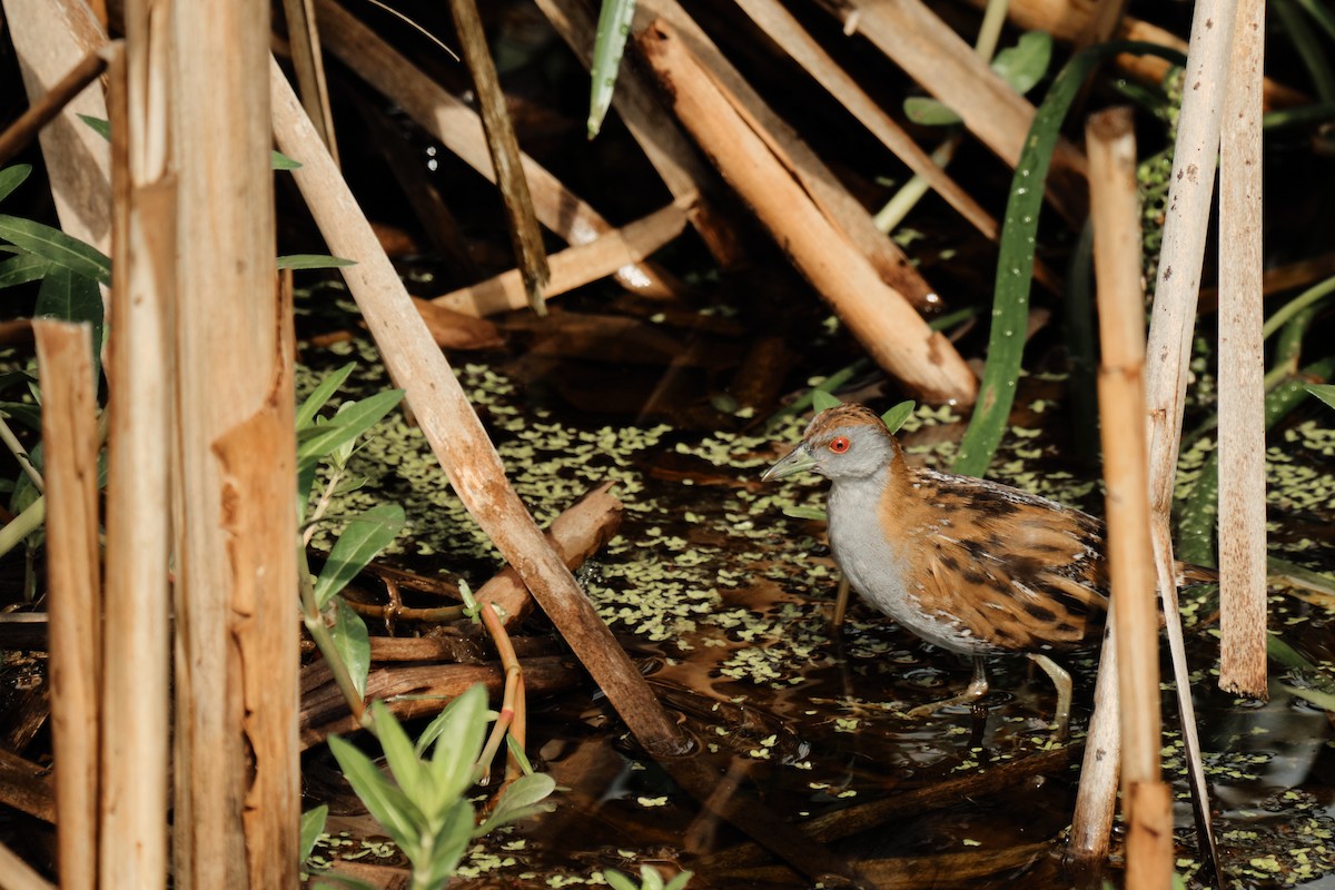 Baillon's Crake - ML625516710
