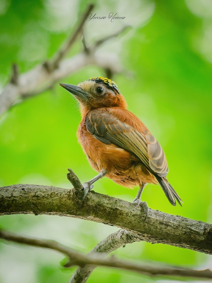 Chestnut Piculet - ML625516713