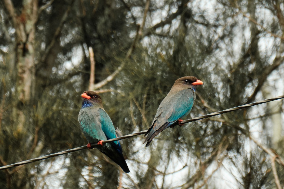 Dollarbird - ML625516715