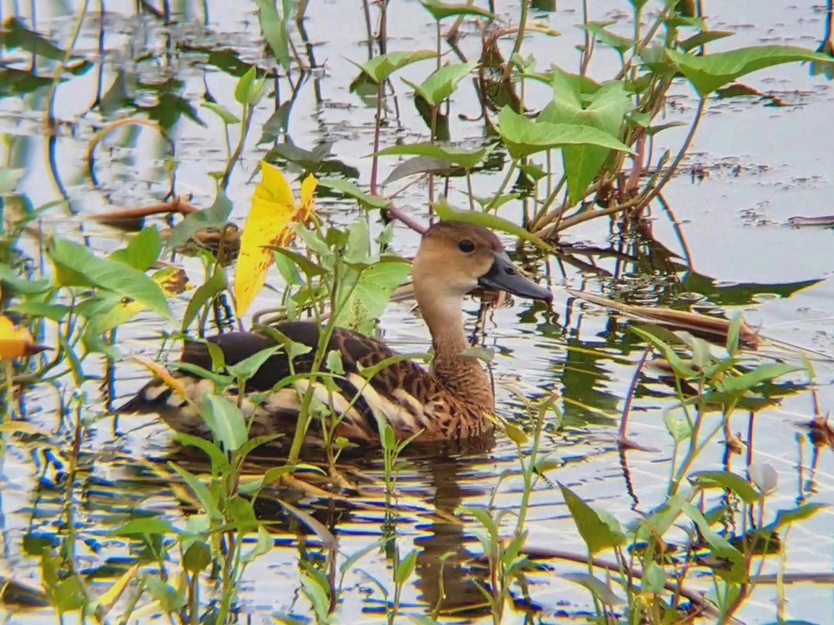 Wandering Whistling-Duck - ML625516725