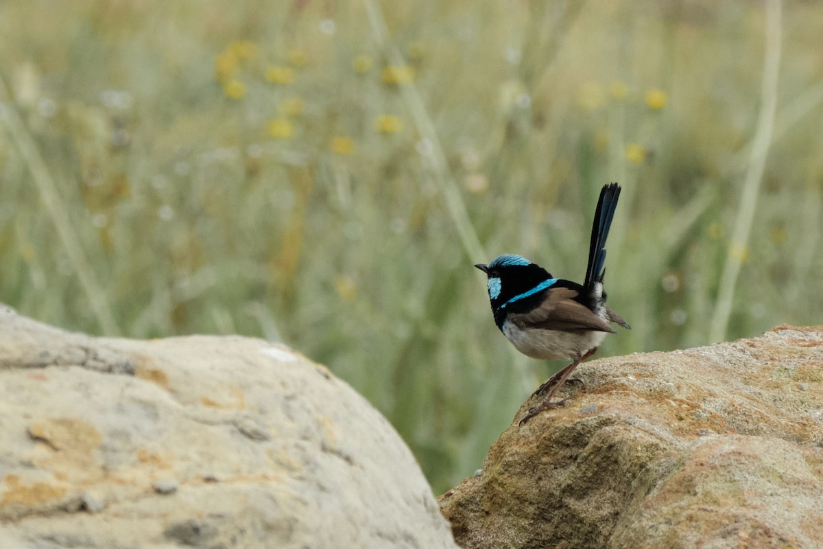 Superb Fairywren - ML625516732