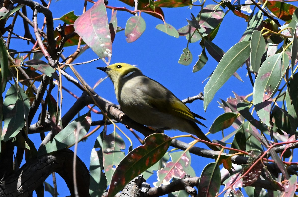 White-plumed Honeyeater - Ann Kohlhaas