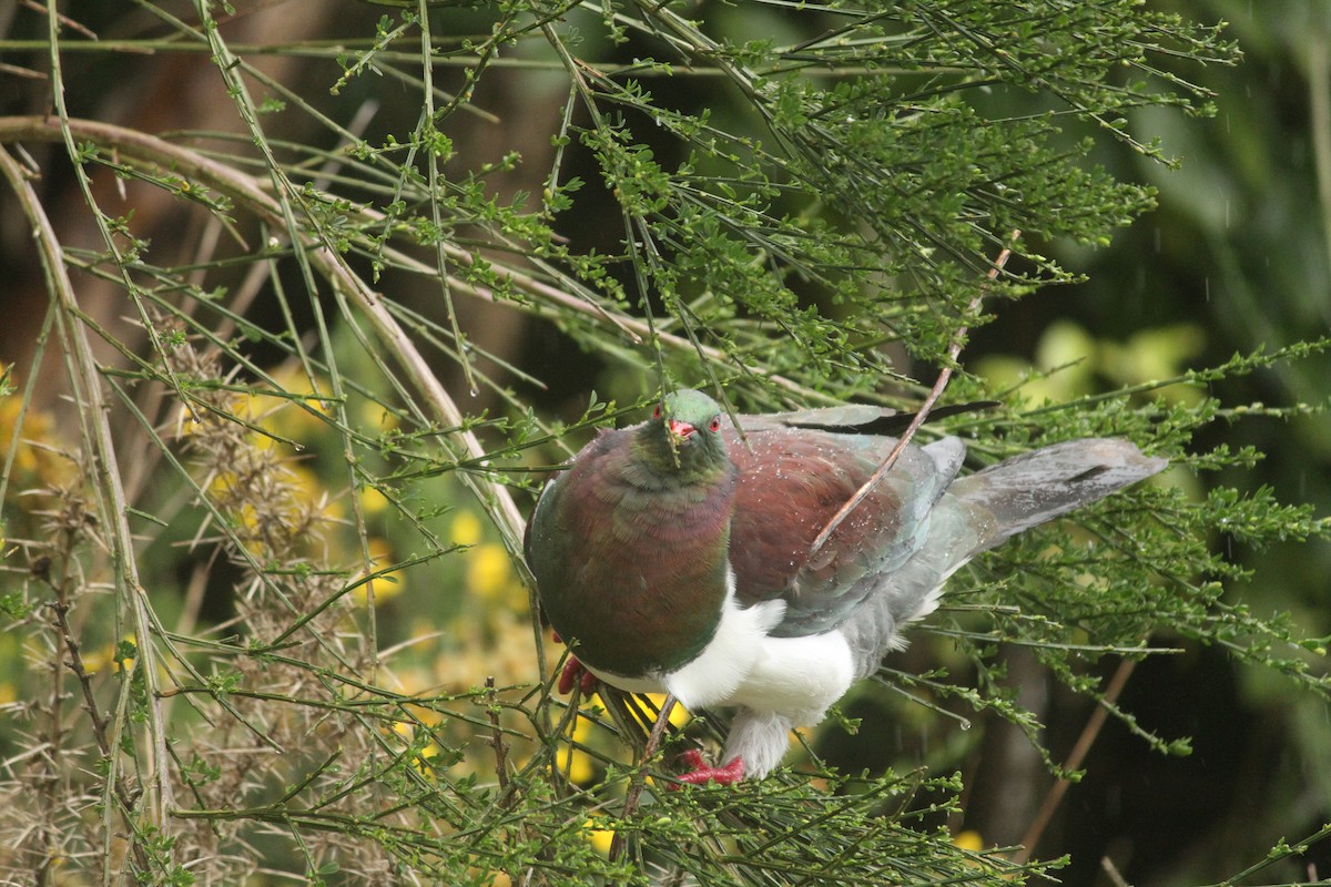 New Zealand Pigeon - Alasdair McAlpine