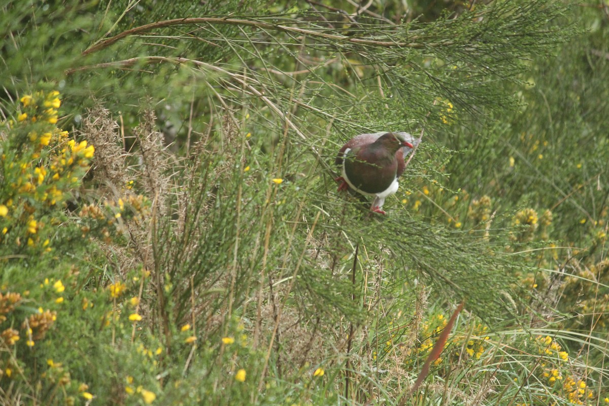 New Zealand Pigeon - Alasdair McAlpine