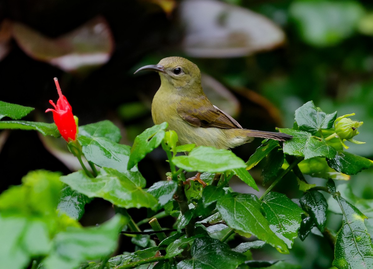 Karmesinnektarvogel - ML625517008