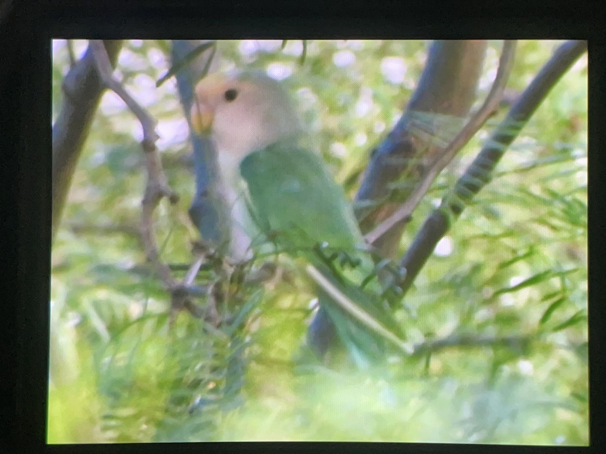 Rosy-faced Lovebird - ML625517017