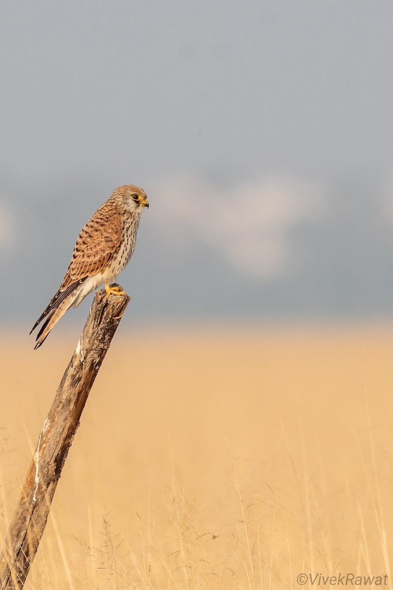 Lesser Kestrel - ML625517150