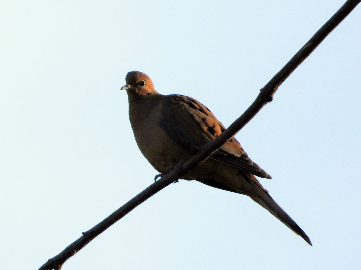 sørgedue - ML625517172