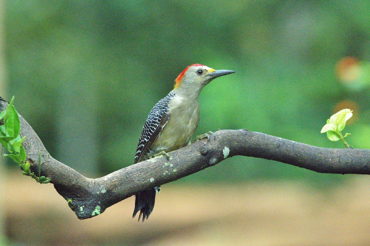 Golden-fronted Woodpecker - Héctor Moncada