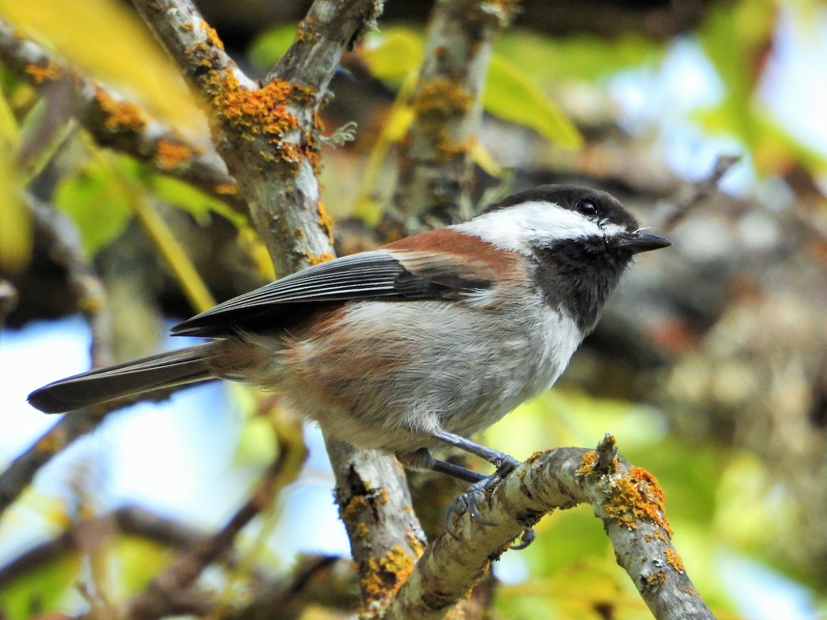 kastanjemeis - ML625517185