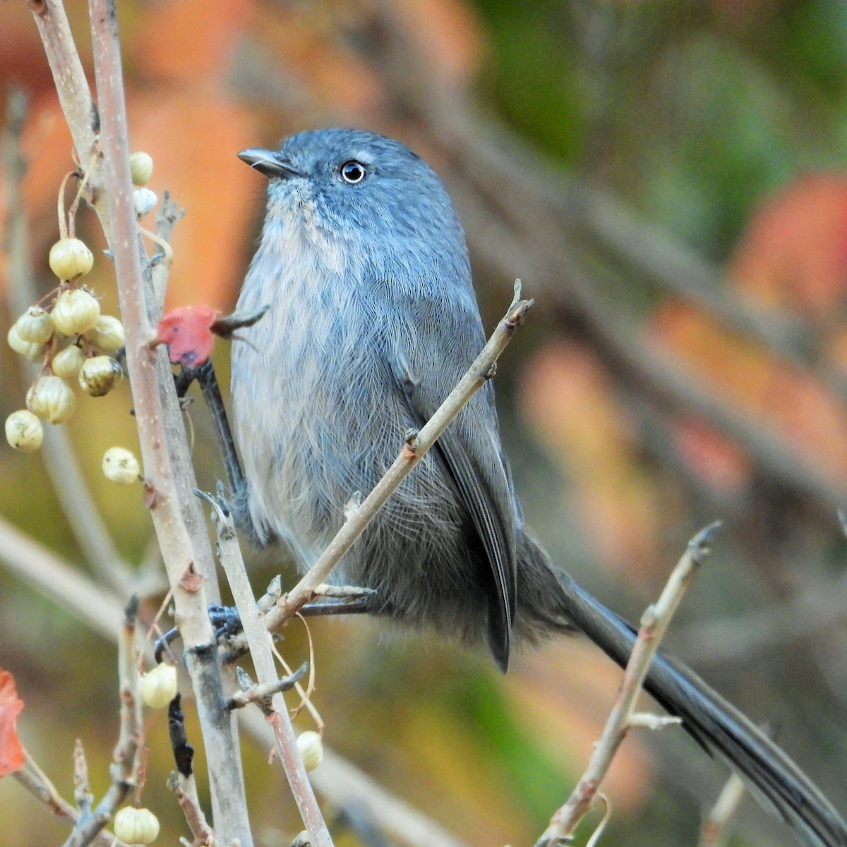 chaparralfugl - ML625517193