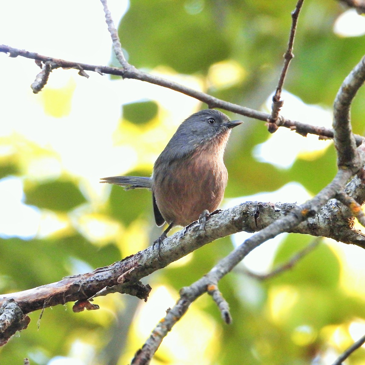 chaparralfugl - ML625517206