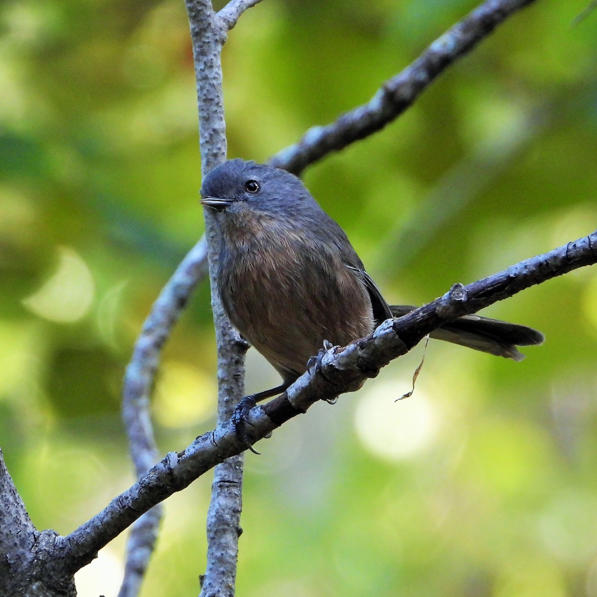 chaparralfugl - ML625517209