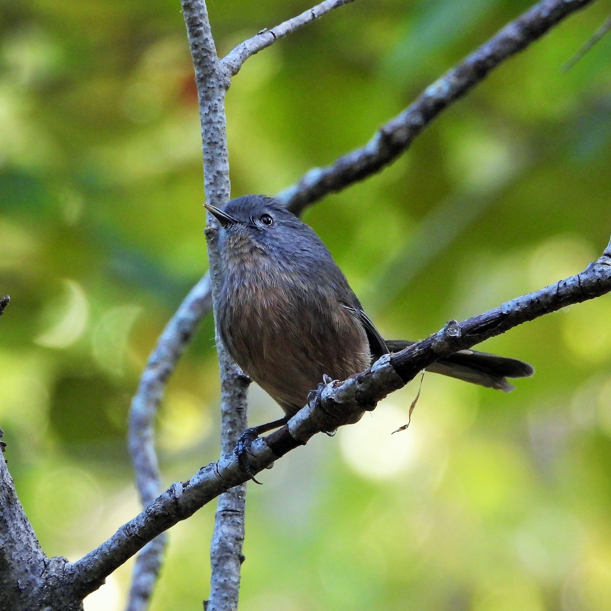 chaparralfugl - ML625517212