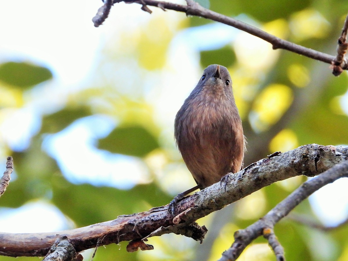 chaparralfugl - ML625517216